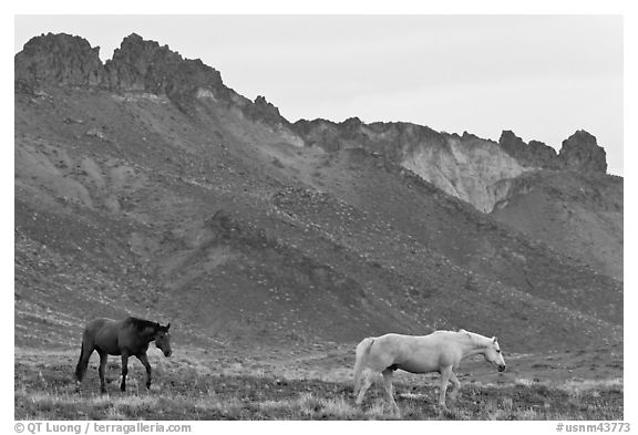 Wild horses. Shiprock, New Mexico, USA