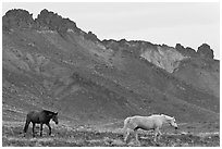 Wild horses. Shiprock, New Mexico, USA (black and white)
