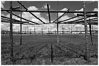 Drying rack in field. Taos, New Mexico, USA ( black and white)
