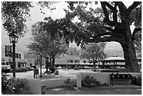 Plazza, trees and buildings in adobe style. Taos, New Mexico, USA ( black and white)