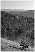 Slope with meadow and forest, Carson National Forest. New Mexico, USA ( black and white)