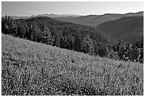 Wildflowers, forest and mountains, Carson National Forest. New Mexico, USA ( black and white)