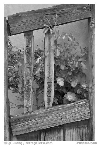 Roses and wooden doors, Sanctuario de Chimayo. New Mexico, USA