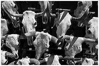 Cow skulls for sale. Santa Fe, New Mexico, USA ( black and white)