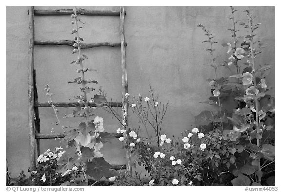 Flowers, ladder, and adobe wall. Albuquerque, New Mexico, USA (black and white)