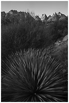 Sotol and Needles. Organ Mountains Desert Peaks National Monument, New Mexico, USA ( black and white)