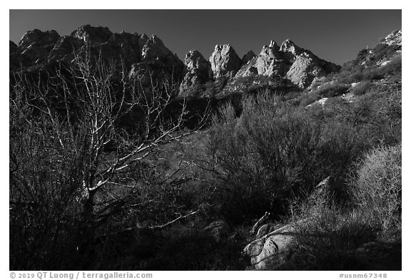 Needles rising above vegetation. Organ Mountains Desert Peaks National Monument, New Mexico, USA (black and white)