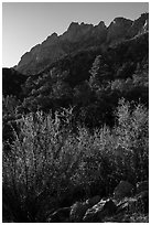 Forested slopes below Organ Needles. Organ Mountains Desert Peaks National Monument, New Mexico, USA ( black and white)