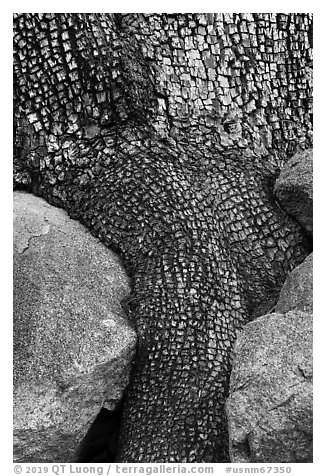 Aligator juniper trunk detail. Organ Mountains Desert Peaks National Monument, New Mexico, USA (black and white)