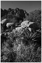 Desert plants and Organ Needles. Organ Mountains Desert Peaks National Monument, New Mexico, USA ( black and white)