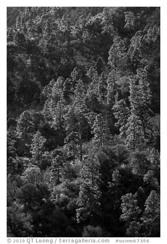 Pine trees on ridge. Organ Mountains Desert Peaks National Monument, New Mexico, USA (black and white)