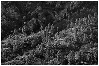 Ridges with pine trees. Organ Mountains Desert Peaks National Monument, New Mexico, USA ( black and white)