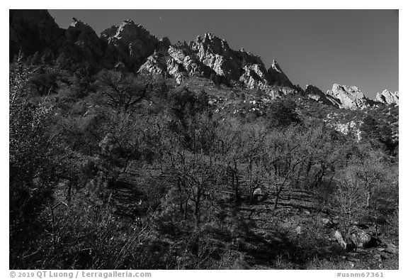 Bare trees in winter below the Needles above Aguirre Springs. Organ Mountains Desert Peaks National Monument, New Mexico, USA (black and white)