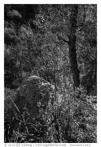 Shurbs and tree with fall foliage remnants along Pine Tree Trail. Organ Mountains Desert Peaks National Monument, New Mexico, USA (black and white)