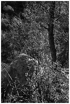 Shurbs and tree with fall foliage remnants. Organ Mountains Desert Peaks National Monument, New Mexico, USA ( black and white)