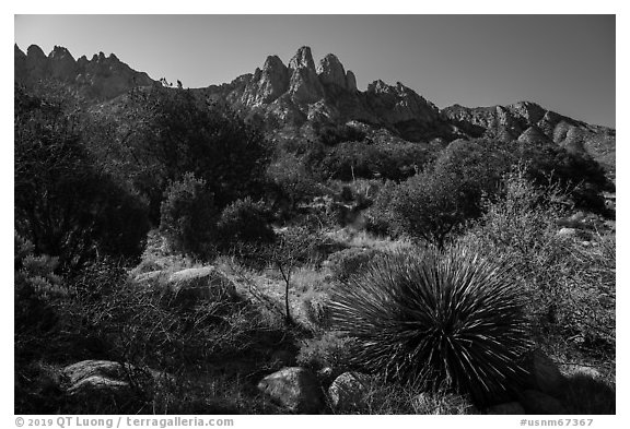 Aguirre Springs Desert plants and Rabbit Ears. Organ Mountains Desert Peaks National Monument, New Mexico, USA (black and white)