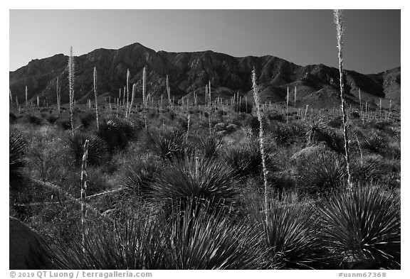 Sotol with blooms and Baylor Peak. Organ Mountains Desert Peaks National Monument, New Mexico, USA (black and white)