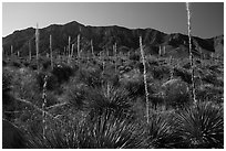 Sotol with blooms and Baylor Peak. Organ Mountains Desert Peaks National Monument, New Mexico, USA ( black and white)