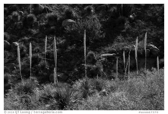 Group of sotol plants with flowering stems. Organ Mountains Desert Peaks National Monument, New Mexico, USA (black and white)