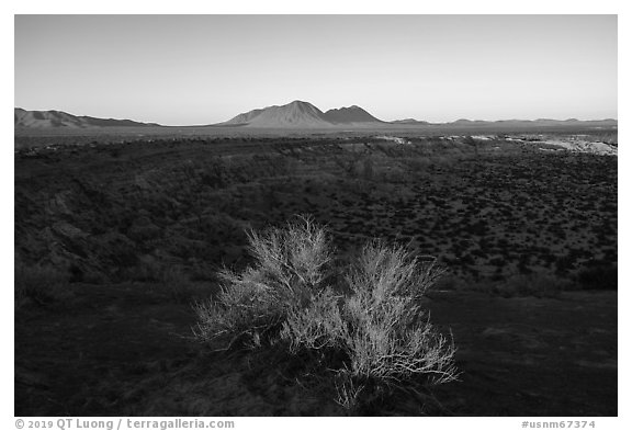 Shrub and Kilbourne Hole, early morning. Organ Mountains Desert Peaks National Monument, New Mexico, USA (black and white)