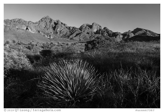 Sotol, Organ Peak, and Baldy Peak. Organ Mountains Desert Peaks National Monument, New Mexico, USA (black and white)