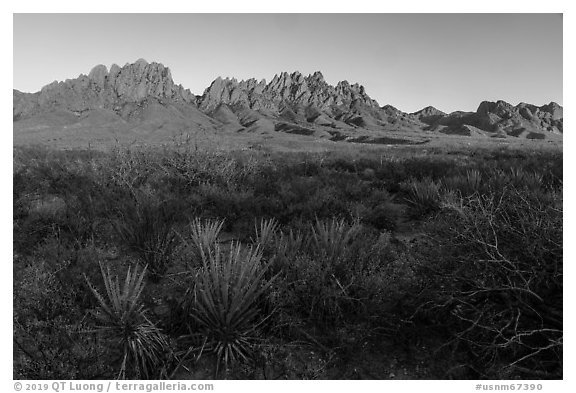 Sotol and Organ Mountains at sunset. Organ Mountains Desert Peaks National Monument, New Mexico, USA (black and white)