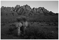 Soaptree Yucca and Needles at sunset. Organ Mountains Desert Peaks National Monument, New Mexico, USA ( black and white)
