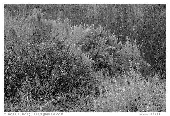 Shrubs and willows in winter. Rio Grande Del Norte National Monument, New Mexico, USA (black and white)