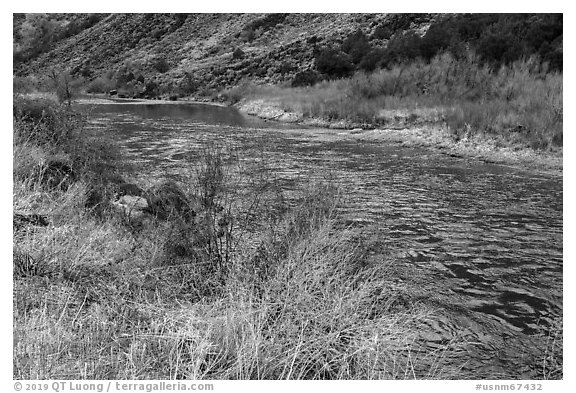 Riparian vegetation along the Rio Grande River. Rio Grande Del Norte National Monument, New Mexico, USA (black and white)