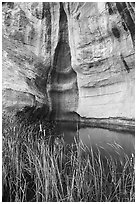 Cattails, pool, and cliff. El Morro National Monument, New Mexico, USA ( black and white)
