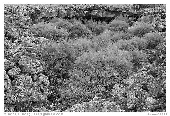 Lava rocks and shrubs. El Malpais National Monument, New Mexico, USA (black and white)