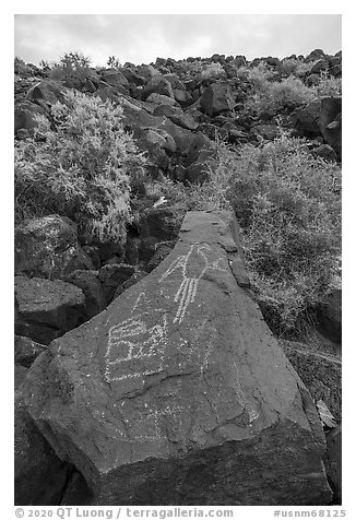 Petroglyphs on basalt rock, Petroglyph National Monument. New Mexico, USA (black and white)