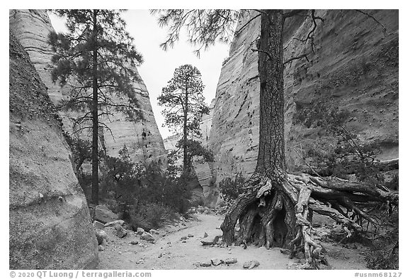 Tree with exposed roots in narrow gorge. Kasha-Katuwe Tent Rocks National Monument, New Mexico, USA (black and white)
