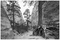 Tree with exposed roots in narrow gorge. Kasha-Katuwe Tent Rocks National Monument, New Mexico, USA ( black and white)