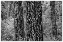 Pine trees trunks and autumn colors in Frijoles Canyon. Bandelier National Monument, New Mexico, USA ( black and white)