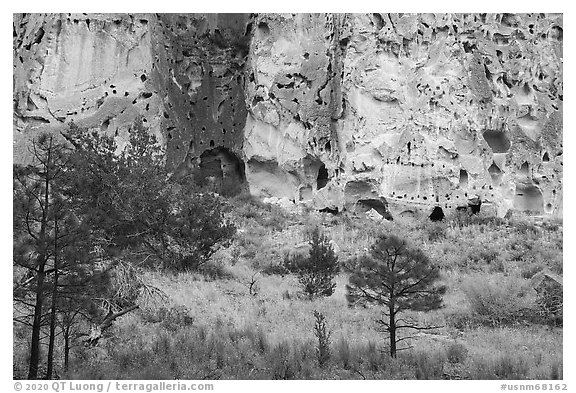 Cliff with cave dwellings rising from Frijoles Canyon. Bandelier National Monument, New Mexico, USA (black and white)