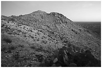 Cactus and Picacho Mountain, dusk. Organ Mountains Desert Peaks National Monument, New Mexico, USA ( black and white)