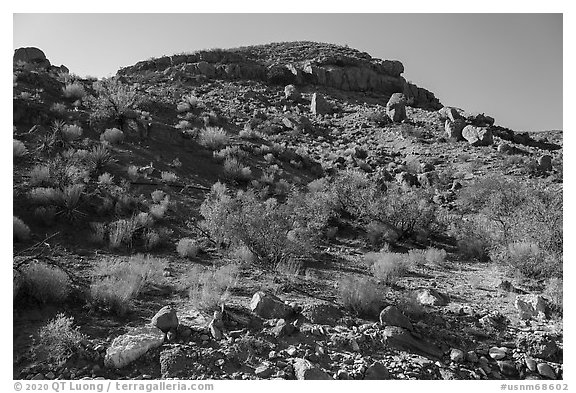 Slope with shrubs, Box Canyon. Organ Mountains Desert Peaks National Monument, New Mexico, USA (black and white)