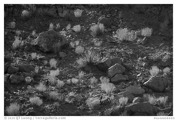 Backlit boulders, sotol, and bushes, Box Canyon. Organ Mountains Desert Peaks National Monument, New Mexico, USA (black and white)