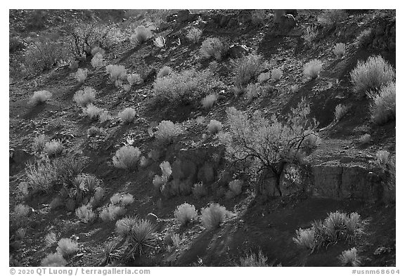 Desert shrubs and bushes, Box Canyon. Organ Mountains Desert Peaks National Monument, New Mexico, USA (black and white)
