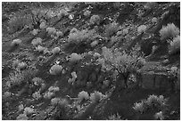 Desert shrubs and bushes, Box Canyon. Organ Mountains Desert Peaks National Monument, New Mexico, USA ( black and white)