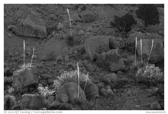 Boulders and sotol in bloom, Box Canyon. Organ Mountains Desert Peaks National Monument, New Mexico, USA (black and white)