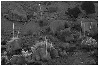 Boulders and sotol in bloom, Box Canyon. Organ Mountains Desert Peaks National Monument, New Mexico, USA ( black and white)