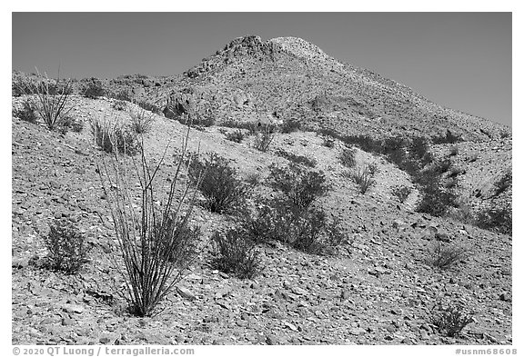Occotillo and Picacho Mountain baren slopes. Organ Mountains Desert Peaks National Monument, New Mexico, USA (black and white)