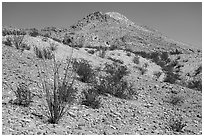 Occotillo and Picacho Mountain baren slopes. Organ Mountains Desert Peaks National Monument, New Mexico, USA ( black and white)