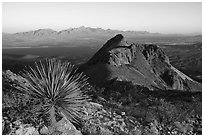 Sotol, Peak in Dona Ana mountains, and Organ Mountains in the distance. Organ Mountains Desert Peaks National Monument, New Mexico, USA ( black and white)