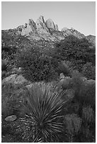 Sotol and Rabbit Ears at dawn. Organ Mountains Desert Peaks National Monument, New Mexico, USA ( black and white)