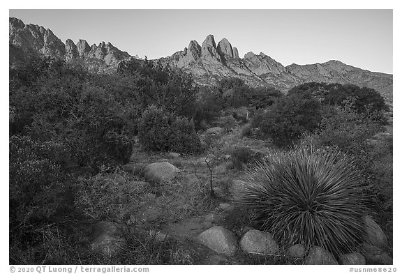 Chihuanhan desert vegetation and Organ Mountains at sunrise. Organ Mountains Desert Peaks National Monument, New Mexico, USA (black and white)