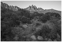 Chihuanhan desert vegetation and Organ Mountains at sunrise. Organ Mountains Desert Peaks National Monument, New Mexico, USA ( black and white)