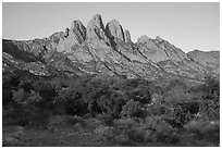 Chihuanhan desert shurbs and Rabbit Ears. Organ Mountains Desert Peaks National Monument, New Mexico, USA ( black and white)